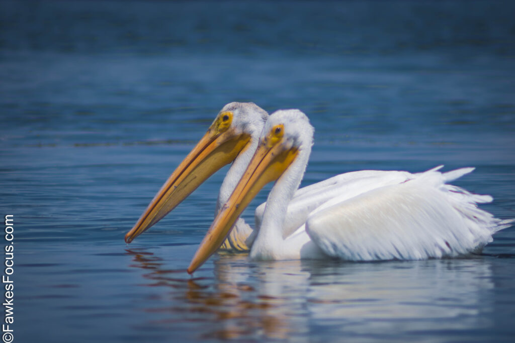 Two American White Pelicans gracefully swimming in calm blue waters showcasing their distinctive long orange bills and striking white feathers. Perfect wildlife scene.