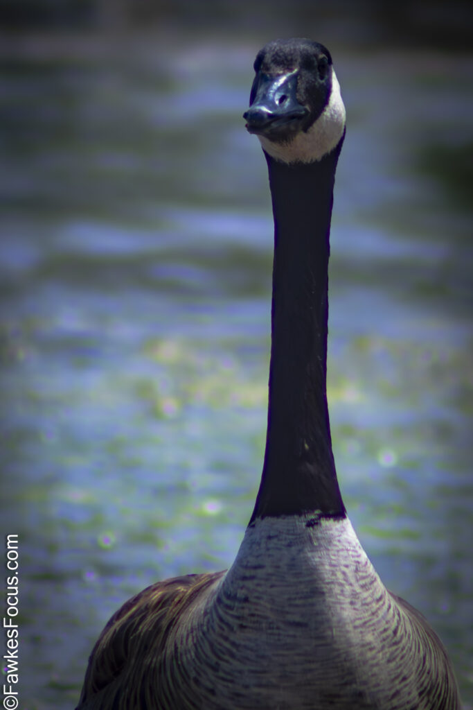 Close-up of a Canada Goose standing by a serene lake showcasing its distinctive black head and neck, highlighting the natural beauty of this iconic species in its habitat.