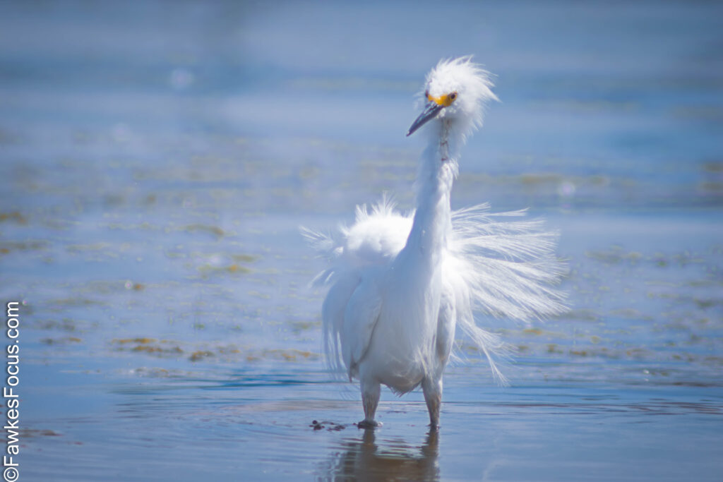 Snowy Egret standing ungracefully in shallow water with its elegant feathers ruffled by the breeze. The image captures the beauty and elegance of the Snowy Egret in nature.