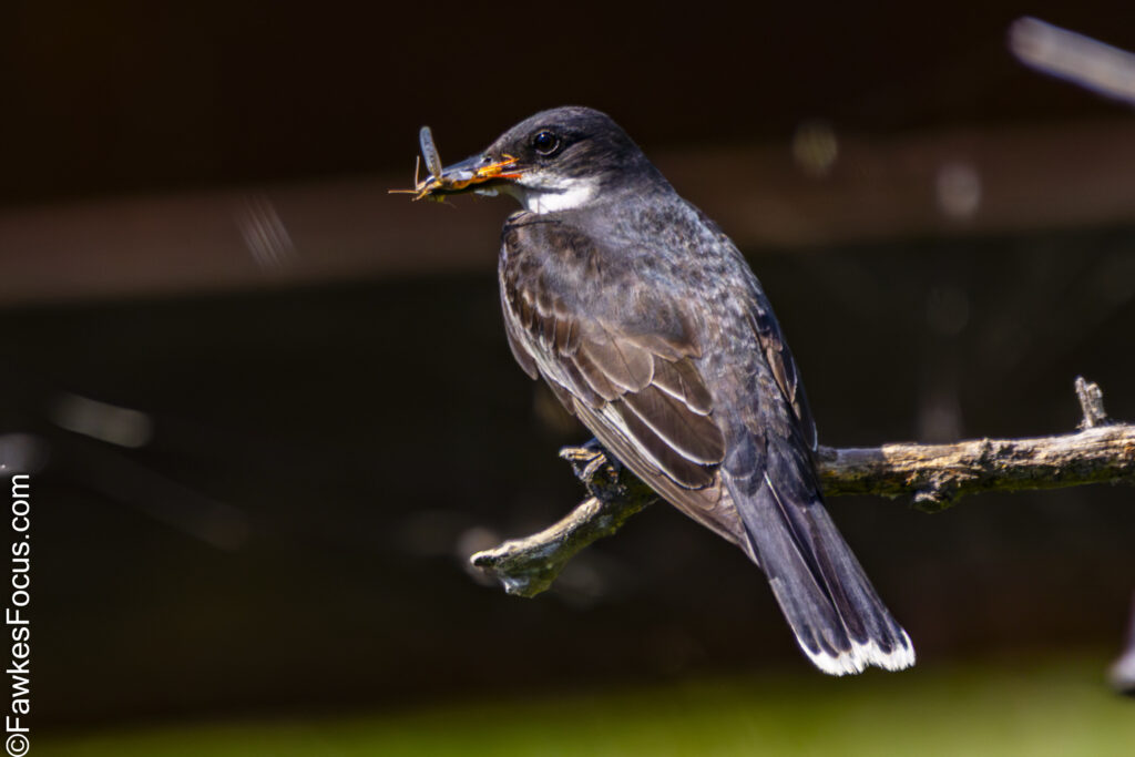 Eastern Kingbird perched on branch with insect in beak showcasing its hunting skills in natural habitat. Perfect example of Eastern Kingbird feeding behavior.