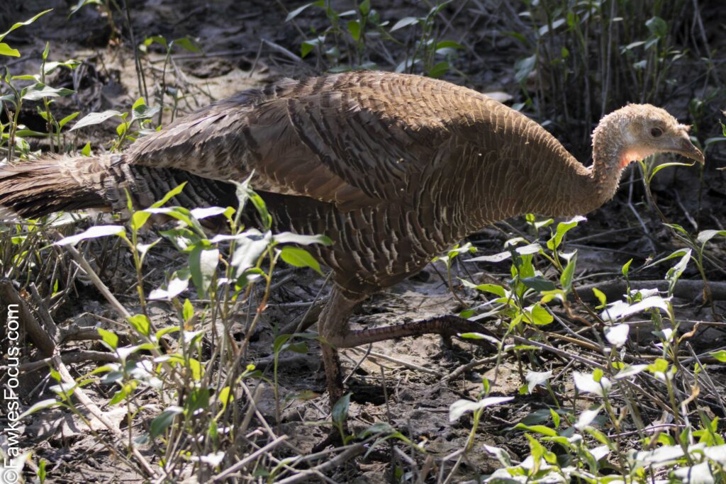 Wild Turkey foraging in a natural habitat among green plants. Displaying feathers and distinctive features typical of a Wild Turkey in the wild.