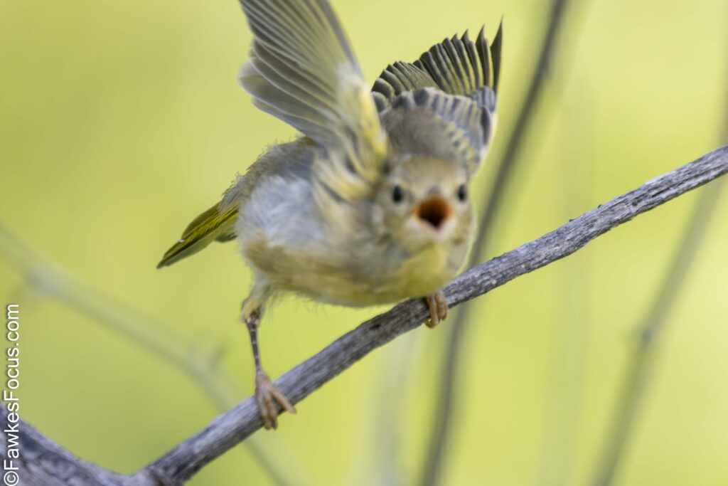 Young Yellow Warbler flapping its wings on a branch set against a soft green background showcasing the vibrant plumage and natural behavior of this charming bird species.
