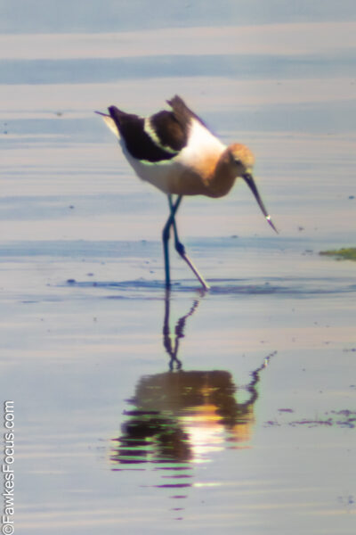American Avocet American Avocet wading in shallow water with its reflection visible capturing the elegance of this striking bird. Perfect representation of the American Avocet in its habitat.
