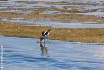 American Avocet American Avocet wading in shallow water at a coastal wetland displaying distinct plumage against a natural backdrop exploring its habitat for food and shelter.