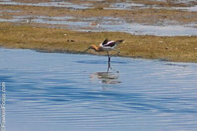 American Avocet American Avocet wading in shallow water on a sunny day showcasing its distinctive black and white plumage and long legs perfect for wetland habitats and birdwatching enthusiasts.