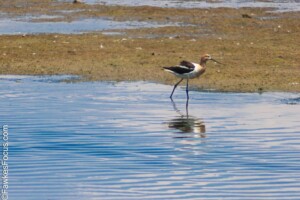 American Avocet wading in serene waters showcasing unique long legs and distinctive plumage at a wetlands habitat ideal for bird watchers and nature enthusiasts.