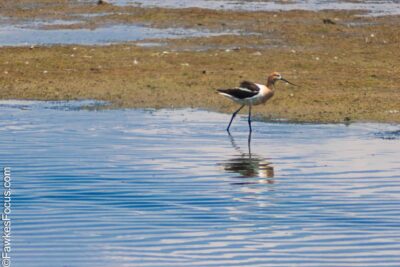 American Avocet American Avocet wading in serene waters showcasing unique long legs and distinctive plumage at a wetlands habitat ideal for bird watchers and nature enthusiasts.
