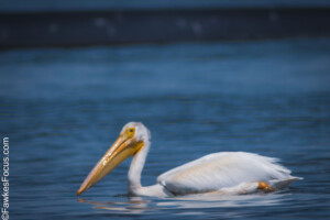 American White Pelican gracefully floating on serene blue water showcasing its distinctive white plumage and long beak ideal for wildlife enthusiasts and birdwatchers.