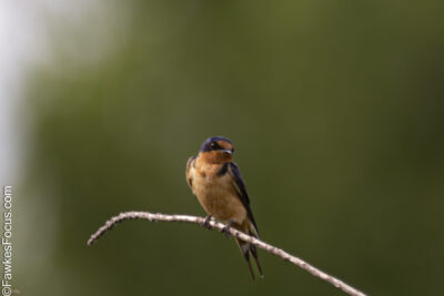 Barn Swallow Barn Swallow perched gracefully on a slender twig against a blurred green background. The bird's vibrant colors highlight its natural beauty and elegance in the wild.