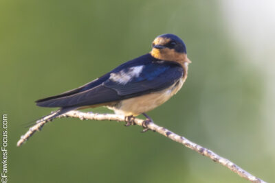 Barn Swallow Barn Swallow perched gracefully on a slender branch with vibrant plumage against a blurred green background perfect shot highlighting the elegance of this bird species.