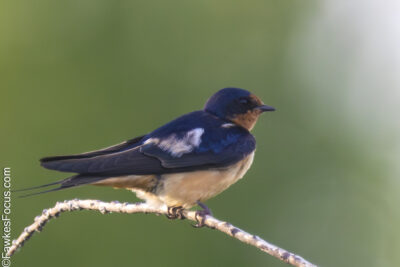 Barn Swallow Barn Swallow perched on a branch against a blurred green background. This image highlights the distinctive features and colors of the Barn Swallow in its natural habitat.