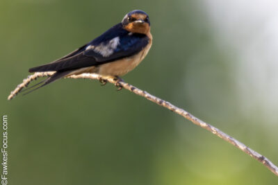 Barn Swallow Barn Swallow perched on a thin branch against a blurred green background showcasing its vibrant plumage and streamlined body typical of the Barn Swallow species.