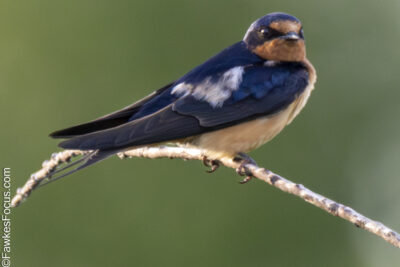 Barn Swallow Barn Swallow perched gracefully on a thin branch with a blurred green background showcasing its glossy blue-black plumage and distinctive long tail feathers.
