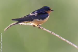 Barn Swallow perched on a delicate branch against a soft green background showcasing its vibrant plumage. Perfect representation of Barn Swallow bird species in natural habitat.