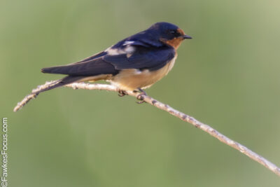 Barn Swallow Barn Swallow perched on a delicate branch against a soft green background showcasing its vibrant plumage. Perfect representation of Barn Swallow bird species in natural habitat.