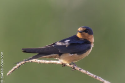 Barn Swallow Barn Swallow perched gracefully on a branch with a vibrant green background showcasing its sleek plumage and elegant posture perfect depiction of this agile songbird.