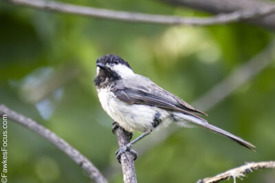 Black-capped Chickadee Black-capped Chickadee perched on a branch in a lush green forest. The bird is showcasing its distinctive black cap and white cheeks amid vibrant natural surroundings.