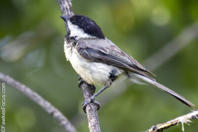 Black-capped Chickadee Black-capped Chickadee perched on a branch in a lush green forest. Small bird with distinctive black cap and white cheeks. Ideal wildlife image for nature enthusiasts.