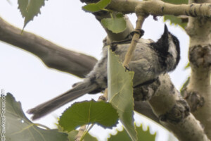 Black-capped Chickadee perched on a leafy tree branch. This small bird with distinctive black and white markings is known for its cheerful song and curious nature.