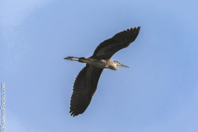 Great Blue Heron Great Blue Heron soaring in the clear blue sky showcasing its impressive wingspan and elegant flight perfect for birdwatching enthusiasts and nature photographers.
