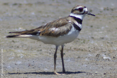 Killdeer Killdeer bird standing on sandy ground showcasing its distinctive brown and white plumage and unique markings capturing the essence of its natural habitat.