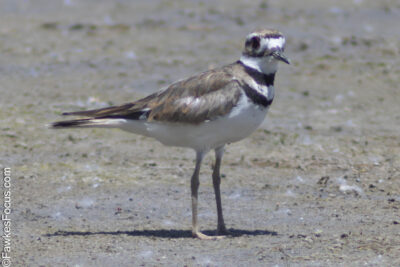 Killdeer Killdeer bird standing on a sandy ground showcasing its distinctive brown and white plumage with characteristic black bands around the neck under the sun.