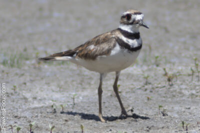 Killdeer Killdeer bird standing on a sandy surface showcasing its distinct black and white markings. Perfect example of Killdeer native habitat and plumage for bird enthusiasts.