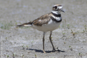 Killdeer bird standing on a sandy surface showcasing its distinct black and white markings. Perfect example of Killdeer native habitat and plumage for bird enthusiasts.