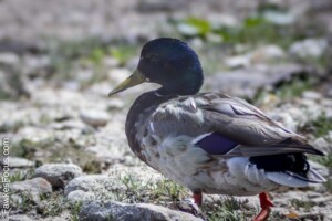 A mallard duck with a vibrant green head walks on rocky ground surrounded by greenery. Its colorful feathers and distinctive markings are highlighted by natural light.