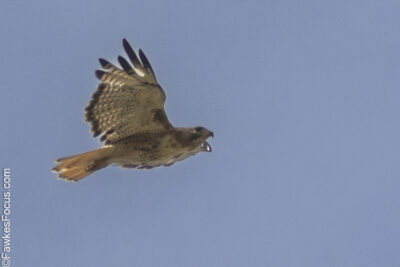 Red-tailed Hawk Red-tailed Hawk soaring gracefully against a clear blue sky showcasing its distinctive red tail feathers and strong wingspan highlighting its agile flight abilities.