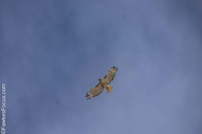 Red-tailed Hawk Red-tailed Hawk soaring through the clear blue sky showcasing its impressive wingspan and distinctive reddish tail displaying the beauty of this majestic bird of prey.
