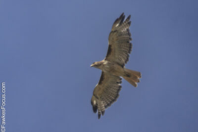 Red-tailed Hawk A Red-tailed Hawk soaring in the clear blue sky displaying its distinctive tail feathers and broad wings perfect for nature enthusiasts and bird watchers.