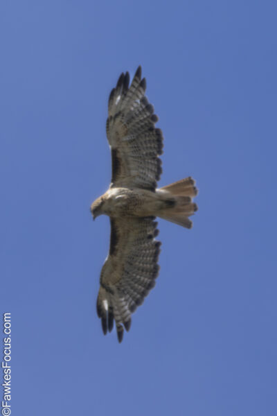 Red-tailed Hawk Red-tailed Hawk soaring through clear blue sky showcasing its impressive wingspan and distinctive tail feathers a magnificent bird of prey in its natural habitat.