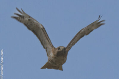 Red-tailed Hawk Red-tailed Hawk soaring gracefully in a clear blue sky showcasing its wide wingspan and impressive flight posture highlighting the beauty of this majestic bird of prey