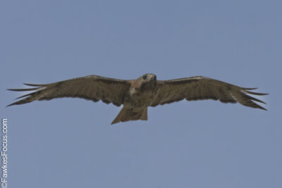 Red-tailed Hawk Red-tailed Hawk soaring in clear blue sky showcasing its impressive wingspan and striking plumage ideal for birdwatching and nature enthusiasts interested in raptor species.
