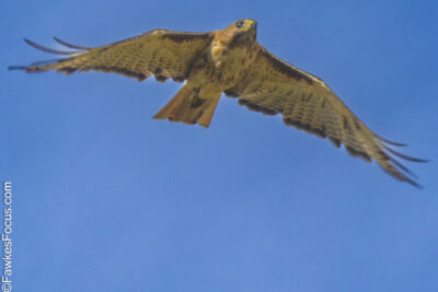 Red-tailed Hawk Red-tailed Hawk soaring in a clear blue sky showcasing its impressive wingspan and distinctive red tail. Ideal image for bird enthusiasts and wildlife photography lovers.