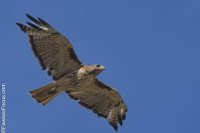 Red-tailed Hawk Red-tailed Hawk soaring in a clear blue sky showcasing its broad wingspan and distinctive red tail. Perfect depiction of wildlife and birdwatching enthusiasts.