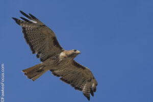 Red-tailed Hawk soaring in a clear blue sky showcasing its broad wingspan and distinctive red tail. Perfect depiction of wildlife and birdwatching enthusiasts.