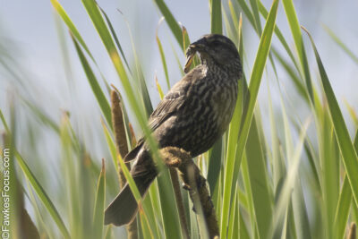 Red-winged Blackbird Red-winged Blackbird perched among tall green reeds displaying its characteristic plumage in a natural wetland habitat on a sunny day perfect for birdwatching.