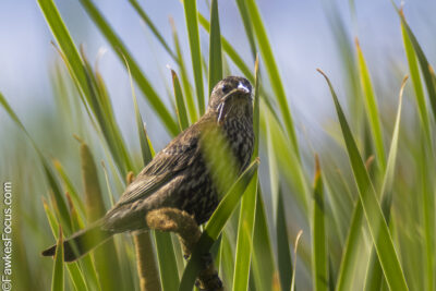 Red-winged Blackbird Female Red-winged Blackbird perched among tall green reeds showcasing distinctive markings against a blurred sky background perfect for birdwatching enthusiasts and nature photographers.