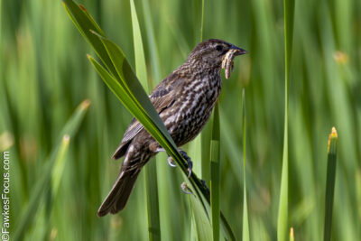 Red-winged Blackbird Female Red-winged Blackbird perched on a reed in wetland habitat with food in its beak showcasing natural behavior of Red-winged Blackbird in its environment.