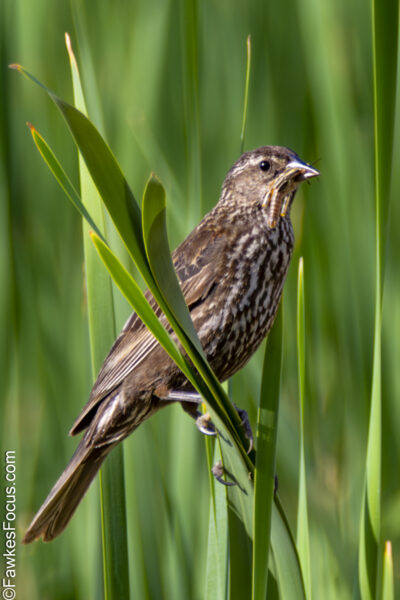 Red-winged Blackbird Female Red-winged Blackbird perched on green reeds in a wetland environment showcasing its brown plumage. Ideal habitat for Red-winged Blackbird nesting and feeding.