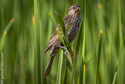 Red-winged Blackbird Female Red-winged Blackbird perched among tall green reeds in a natural habitat showcasing its distinctive brown plumage and markings ideal for birdwatching enthusiasts.