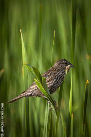 Red-winged Blackbird perched among lush green reeds in its natural habitat showcasing its distinctive dark plumage perfect example of Red-winged Blackbird in the wild.