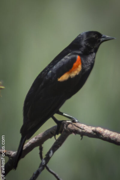 Red-winged Blackbird A Red-winged Blackbird perched on a branch with its vibrant red wing patch visible against a blurred natural background showcasing the bird's distinctive coloring.