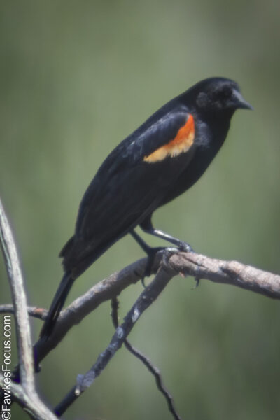 Red-winged Blackbird Red-winged Blackbird perched on a branch displaying its distinctive red and yellow shoulder patches against a blurred green background during a sunny day.