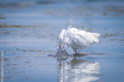 Snowy Egret hunting in shallow water showcasing its elegance and beauty as it splashes while searching for prey in the natural habitat highlighting wildlife behavior