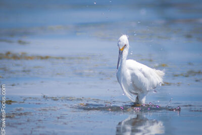 Snowy Egret gracefully standing in shallow water, showcasing its stunning white plumage and slender frame. Ideal habitat for Snowy Egret observation and photography.