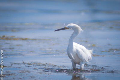 Snowy Egret wading in a serene wetland on a sunny day showcasing its stunning white plumage against the blue water perfect habitat for birdwatching enthusiasts.