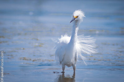 Snowy Egret standing ungracefully in shallow water with its elegant feathers ruffled by the breeze. The image captures the beauty and elegance of the Snowy Egret in nature.